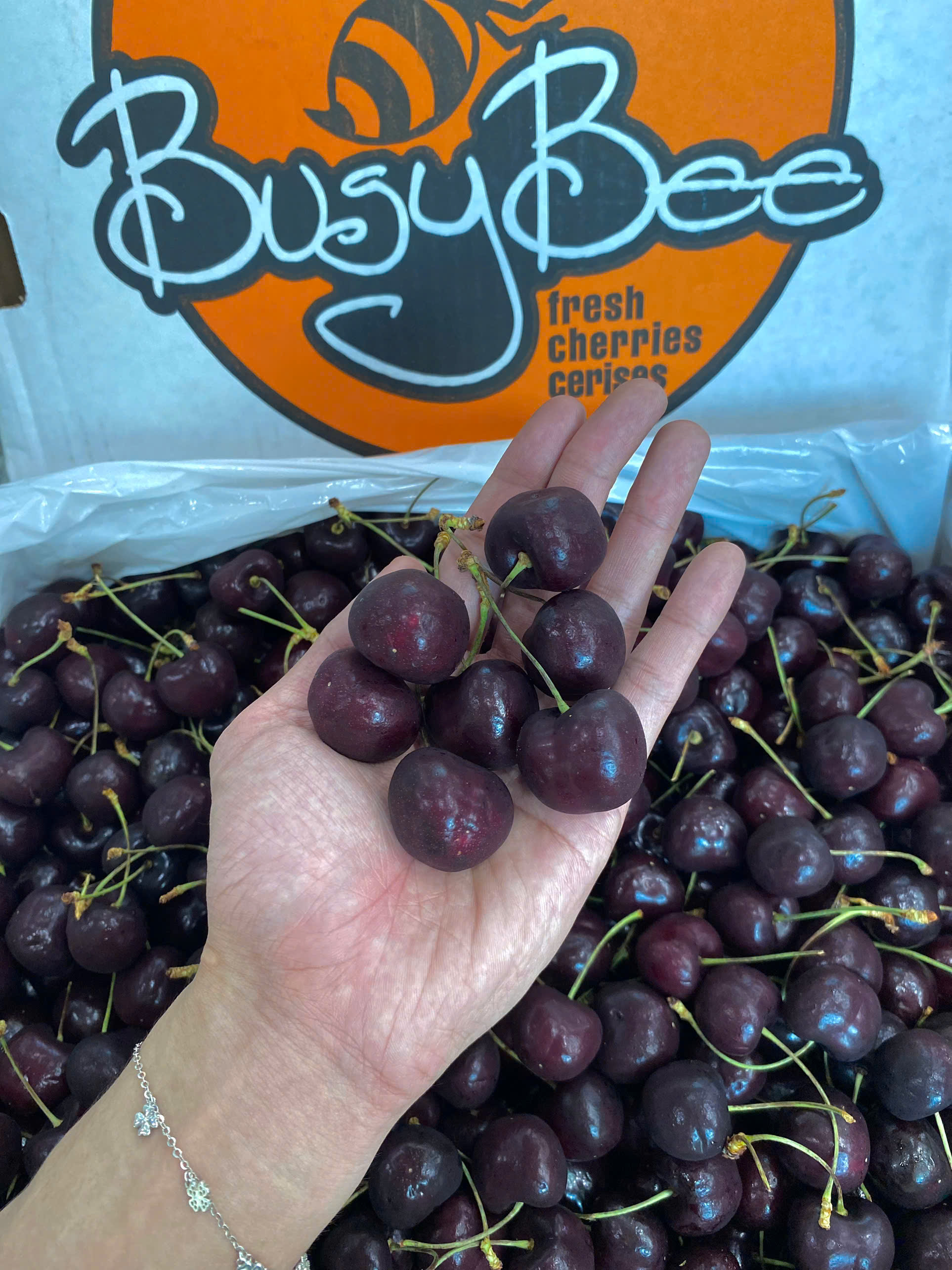 Cherry Mỹ