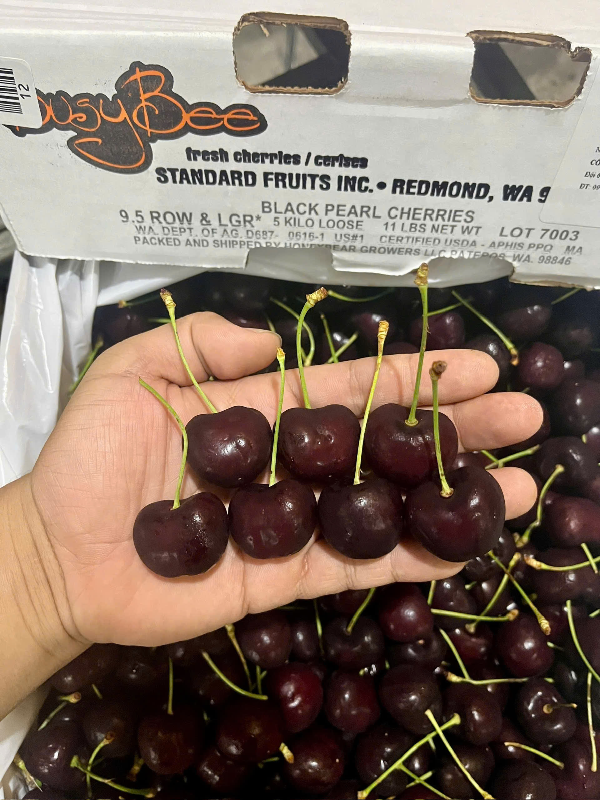 Cherry Mỹ