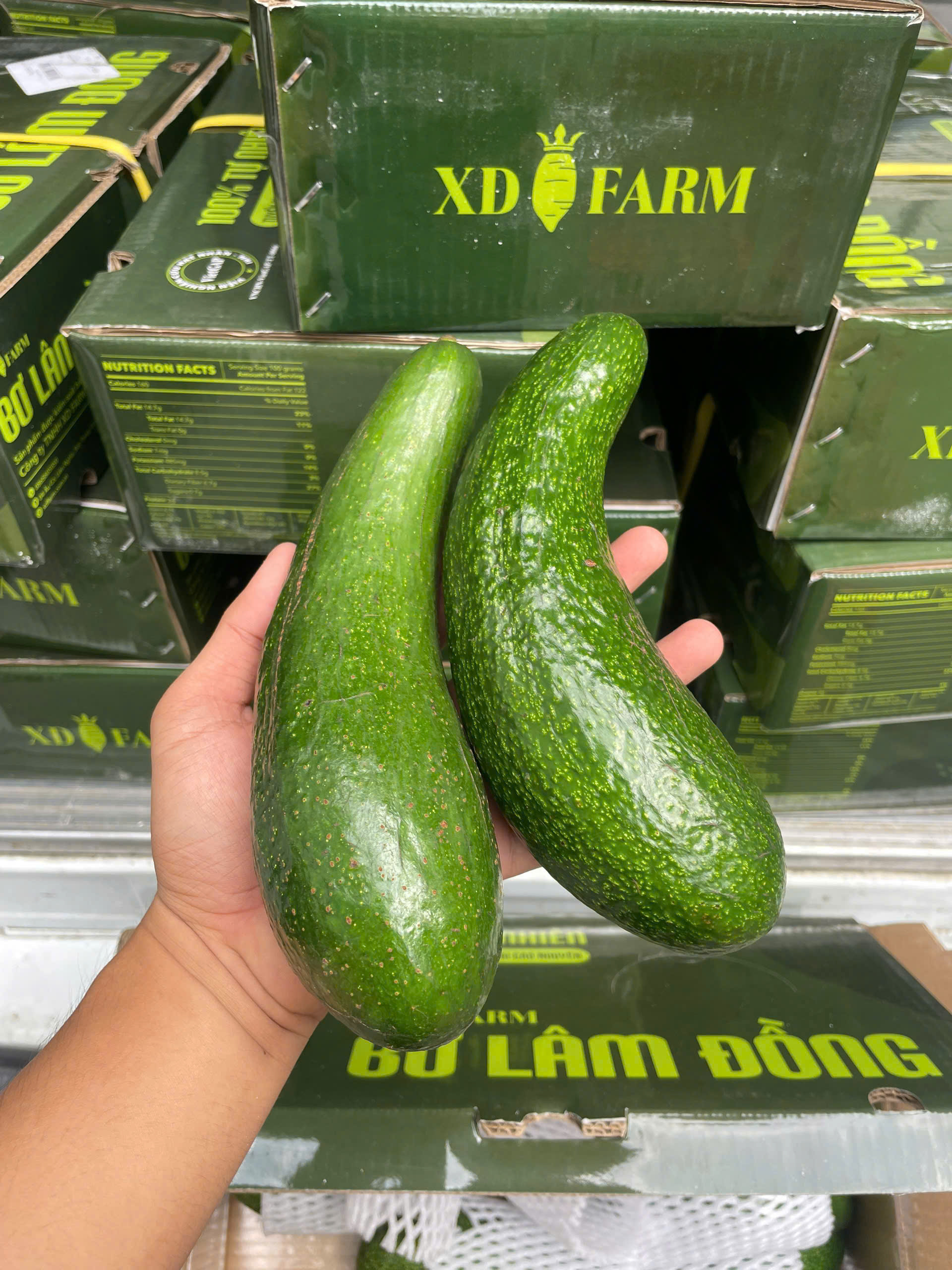 Bơ Đắk Lắk